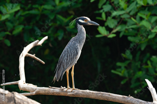 Yellow Crowned Night Heron Perched on a Branch Costa Rica Mangrove photo