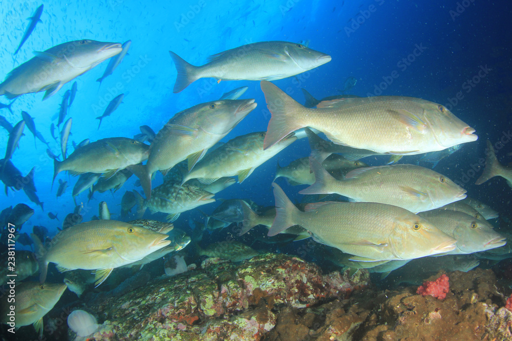 Obraz premium Longnose Emperorfish fish on coral reef 