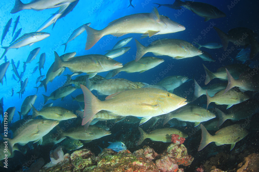 Fototapeta premium Longnose Emperorfish fish on coral reef 