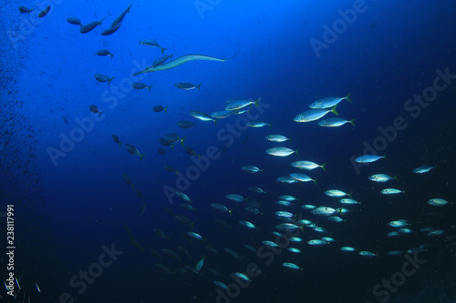 Sardines and mackerel fish 