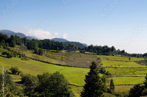 View of a house, cows, trees and grass field at high plateau. The image is captured in Trabzon/Rize area of Black Sea region located at northeast of Turkey. photo