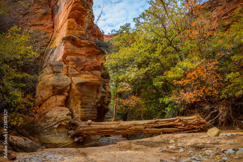 Fallen log in riverbed of Zion National Park with sandstone walls