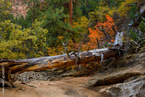 Fallen log in river bed of Zion National Park in autumn