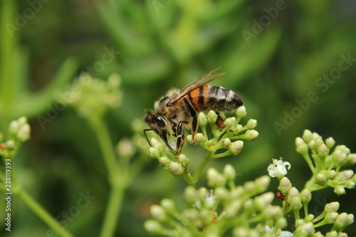 Honey Bee collecting pollen on a succulent flower head © Andy Waugh