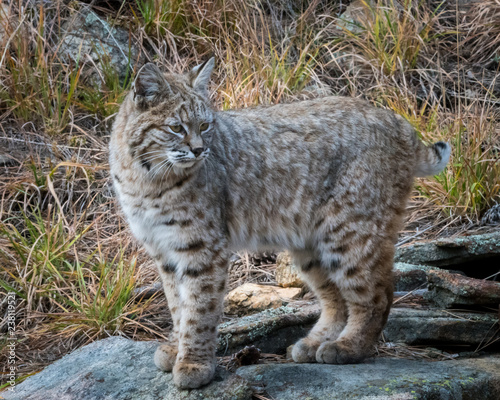 Wild Bobcat on rocks with grass