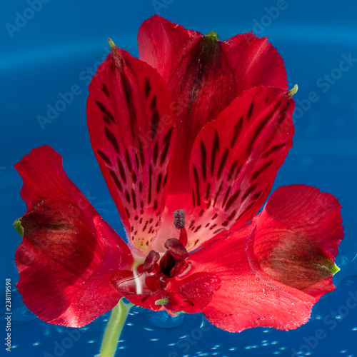 Nadya Red flower on blue background 