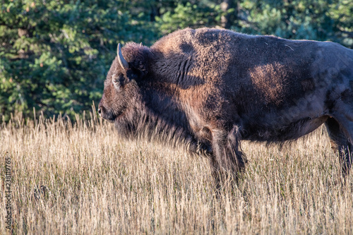 Bison in tall grass