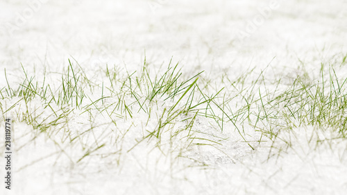 Green grass under the snow. Grass covered with snow. Closeup view. © Алексей Синельников