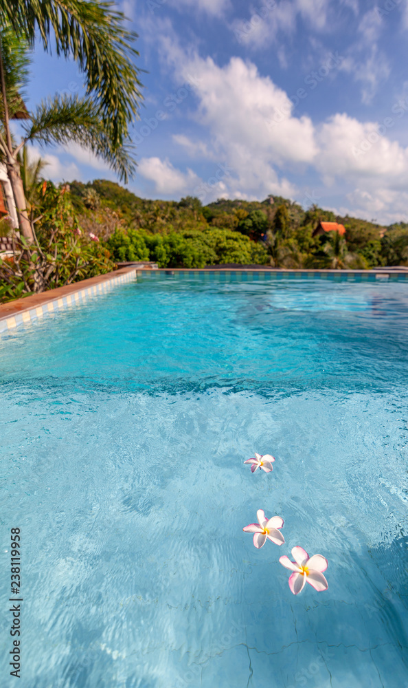 Several white plumeria flowers on a blue water pool, on a tropical resort, abstract tropical vacation background and texture with room for text.