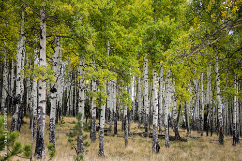 Aspen Trees at Fall in Colorado