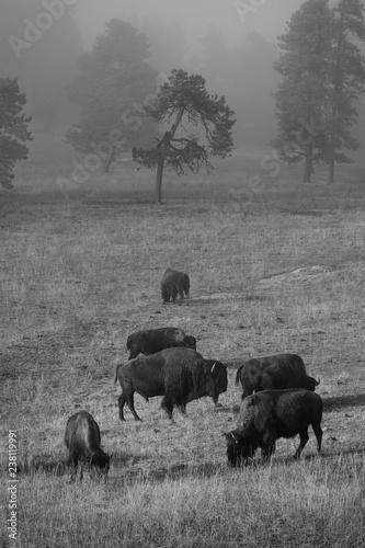 Bison in the fog