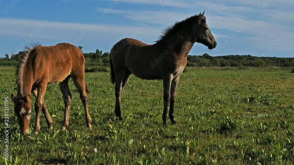 Foals of white Camargue horses in the marshlands. Foals of white Camargue horses in the marshlands.