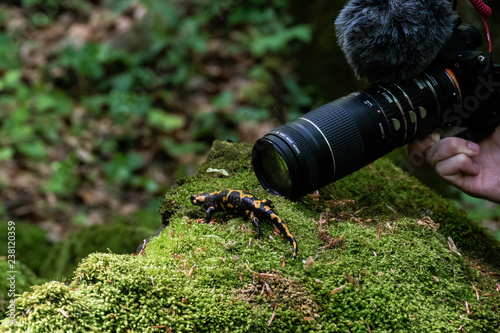 Naturefilm Making