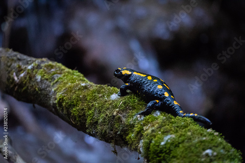 Salamander Waterfall