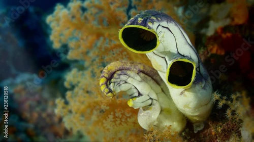 Close up  of a Golden Sea Squirt (Polycarpa aurata) photo