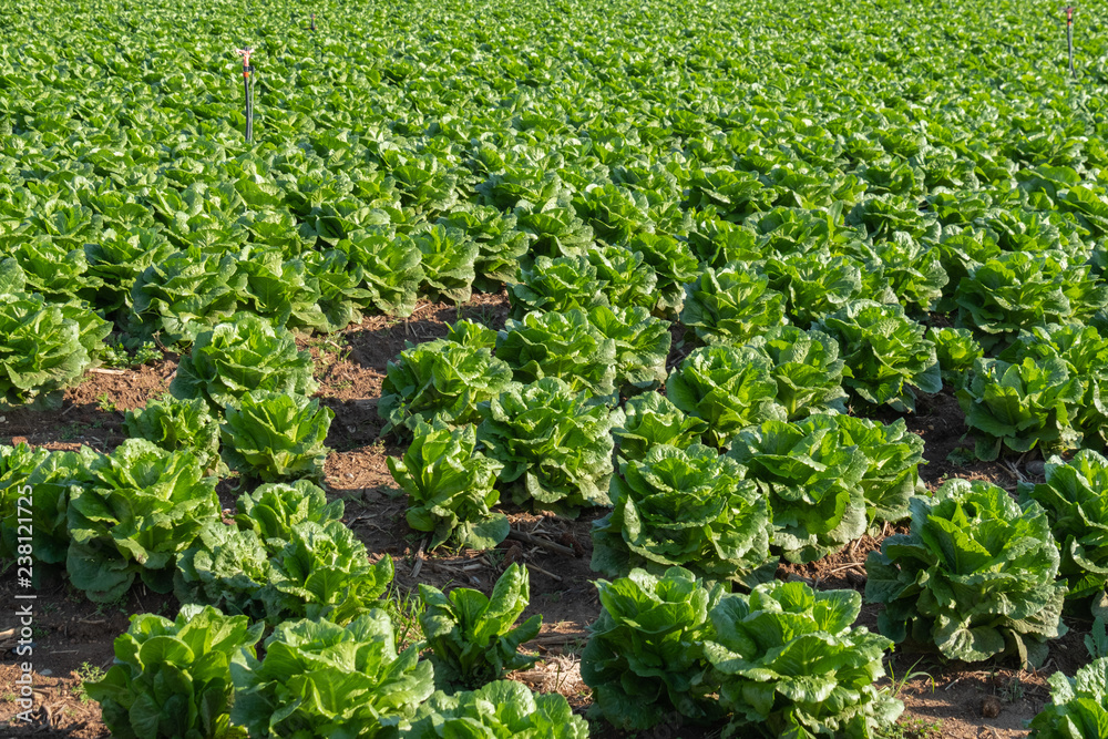 lettuce field, vegetable garden, agriculture, food and drink industry,