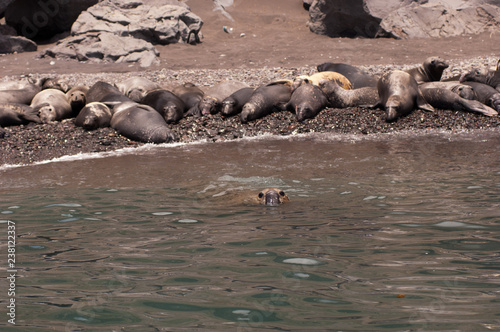 Northern elephant seals on guadalupe island mexico