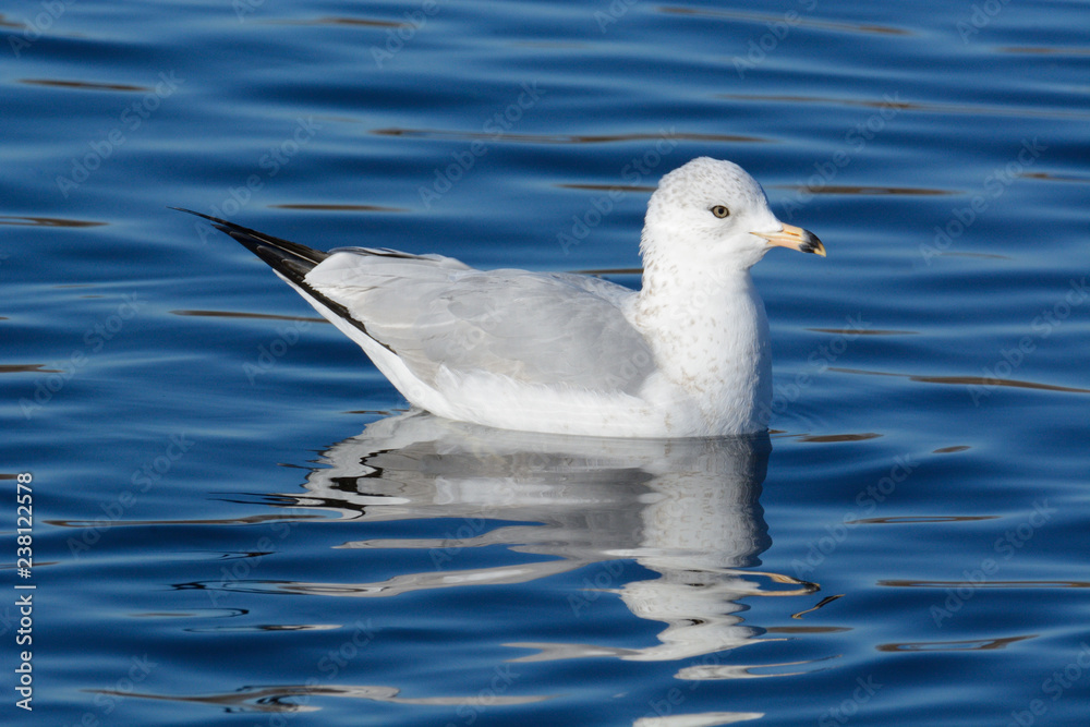 Ring billed gull bird or Larus delawarensis swimming in blue lake water with reflection Ring billed gull bird or Larus delawarensis swimming in blue lake water with reflection