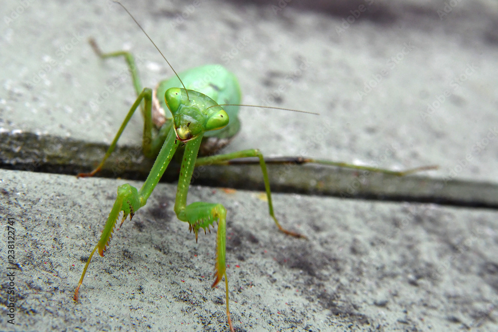pregnant praying mantis in my garden pregnant praying mantis in my garden