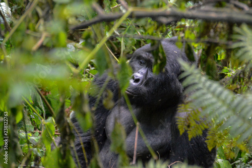 Alpha mountain gorilla peaking through the branches in Bwindi Impenetrable forest