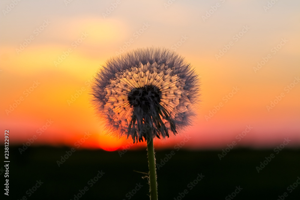 Dandelion in front of sun at sunset