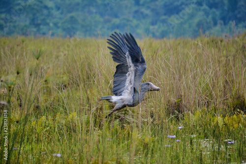 Shoebill taking flight from swamp