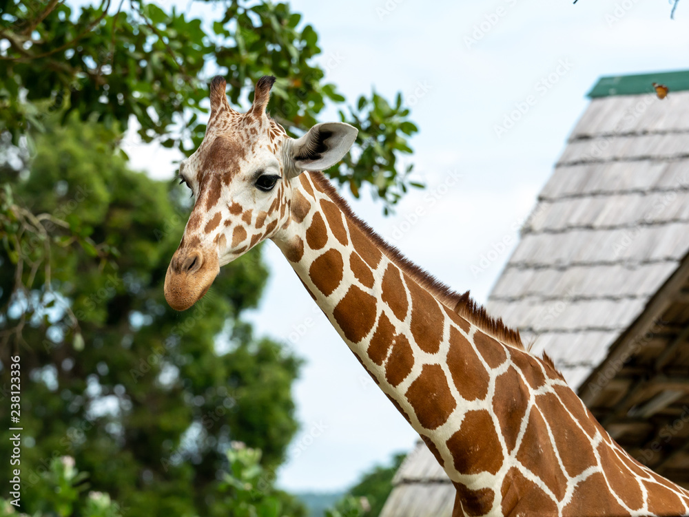 Cute giraffe face in the Calauit Safari Park Cute giraffe face in the Calauit Safari Park