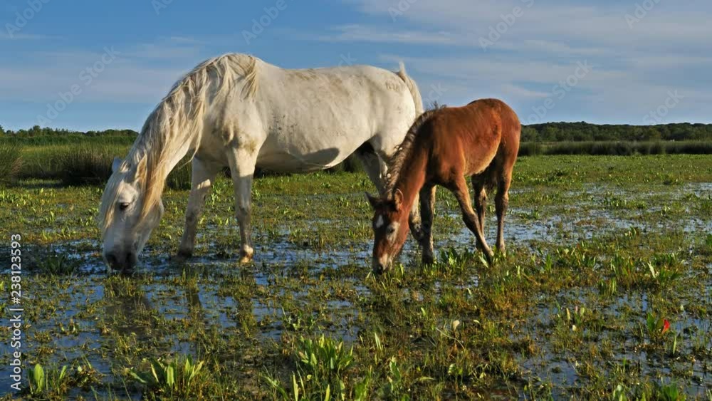 White Camargue horse, Camargue, France White Camargue horse, Camargue, France
