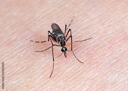 Macro Photo of Yellow Fever Mosquito Sucking Blood on Human Skin