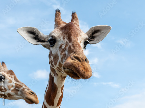 Cute giraffe face in the Calauit Safari Park