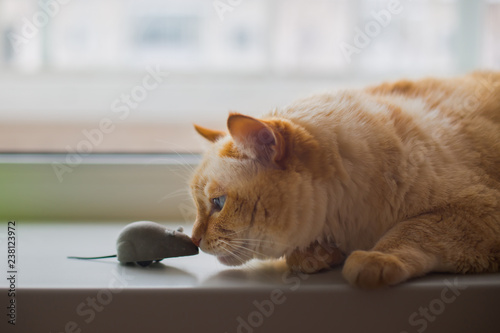 Close-up beautiful huge white red cat with blue eyes and long hair lies on windowsill in apartment and lazily sniffing gray toy mouse