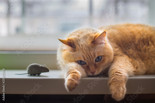Close-up beautiful huge white red cat with blue eyes and long hair lies on windowsill in apartment and looks at camera next to gray toy mouse