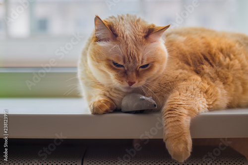 huge white red cat with blue eyes and long hair lies lazily on windowsill in apartment next to gray toy mouse