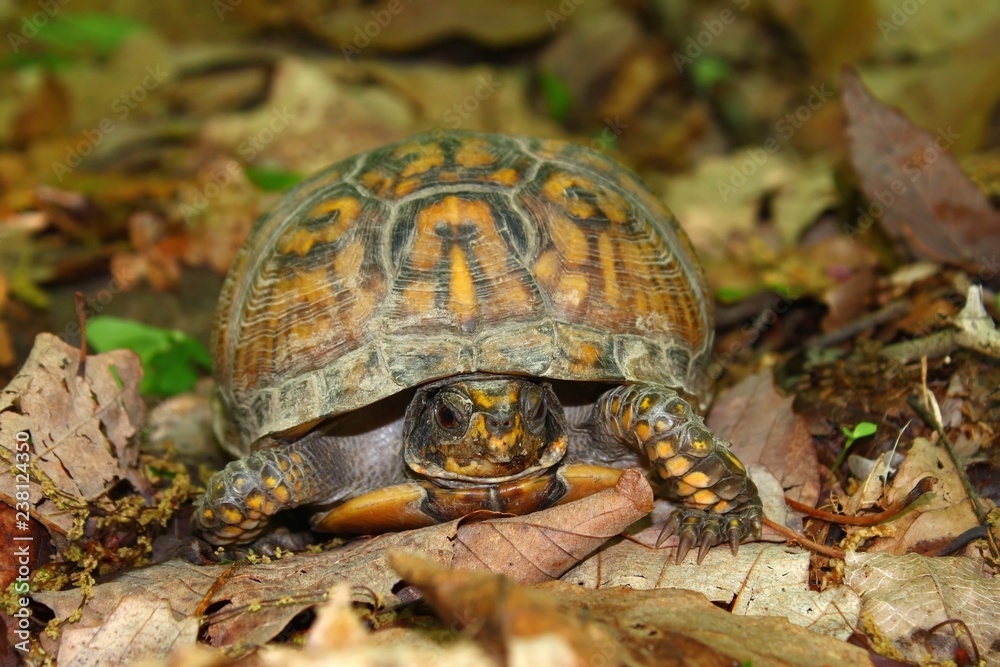 Naklejka premium Box Turtle (Terrapene carolina)