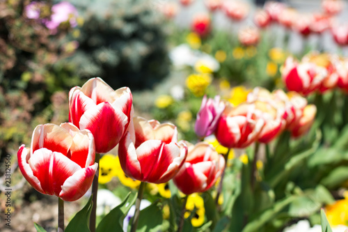 Motley red tulips