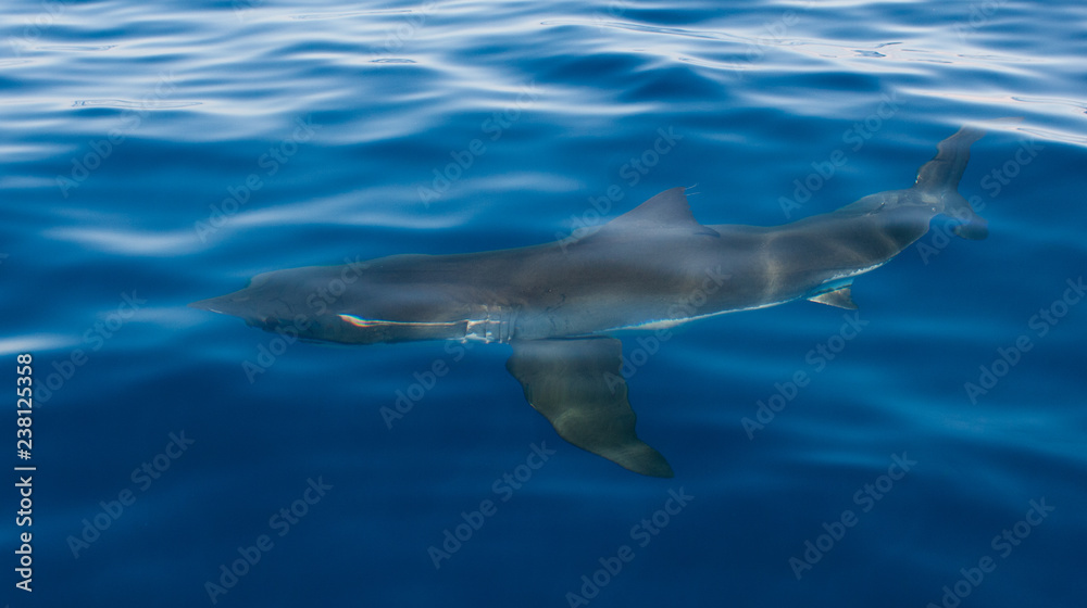 Naklejka premium great white shark under surface