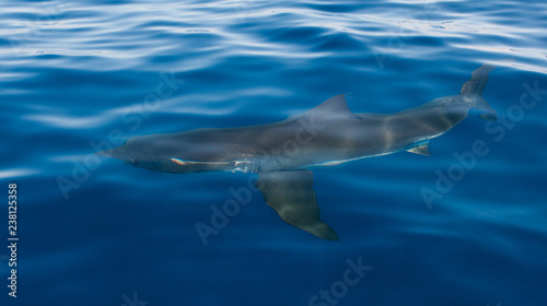 great white shark under surface