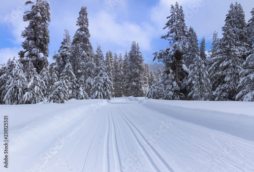 Ski trail in snowy forest. © Sarah Jane