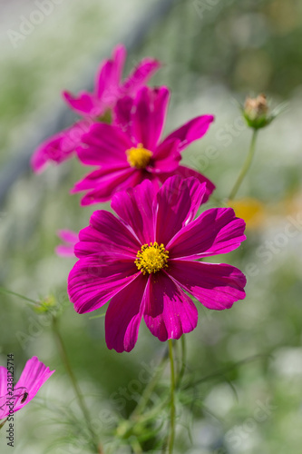 Cosmos bipinnatus flower in the garden