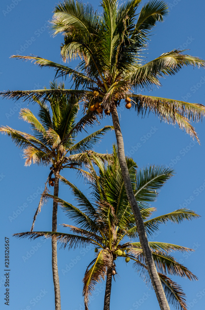 Close up of the tops of palm trees and their coconuts on the north shore of Oahu, Hawaii, USA