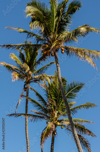 Close up of the tops of palm trees and their coconuts on the north shore of Oahu  Hawaii  USA