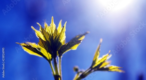 Leaf