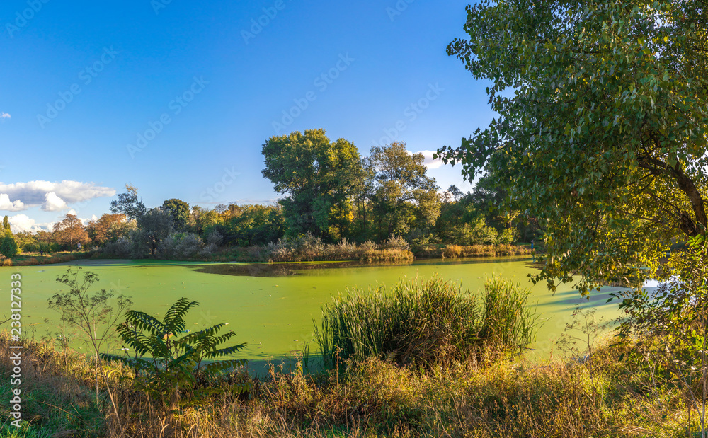 Fototapeta premium Old dirty pond covered with duckweed and mud