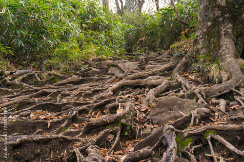 根深い登山道