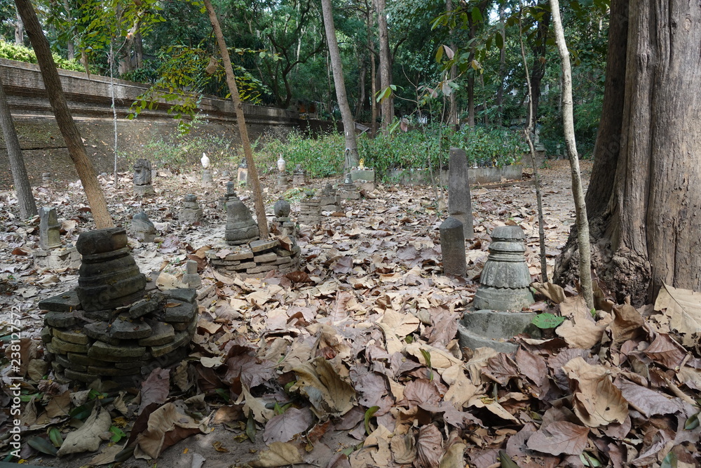 Obraz premium Forest