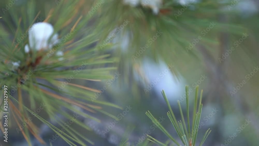 Out Of Focus Snow and Pine Tree Background Close Up Out Of Focus Snow and Pine Tree Background Close Up