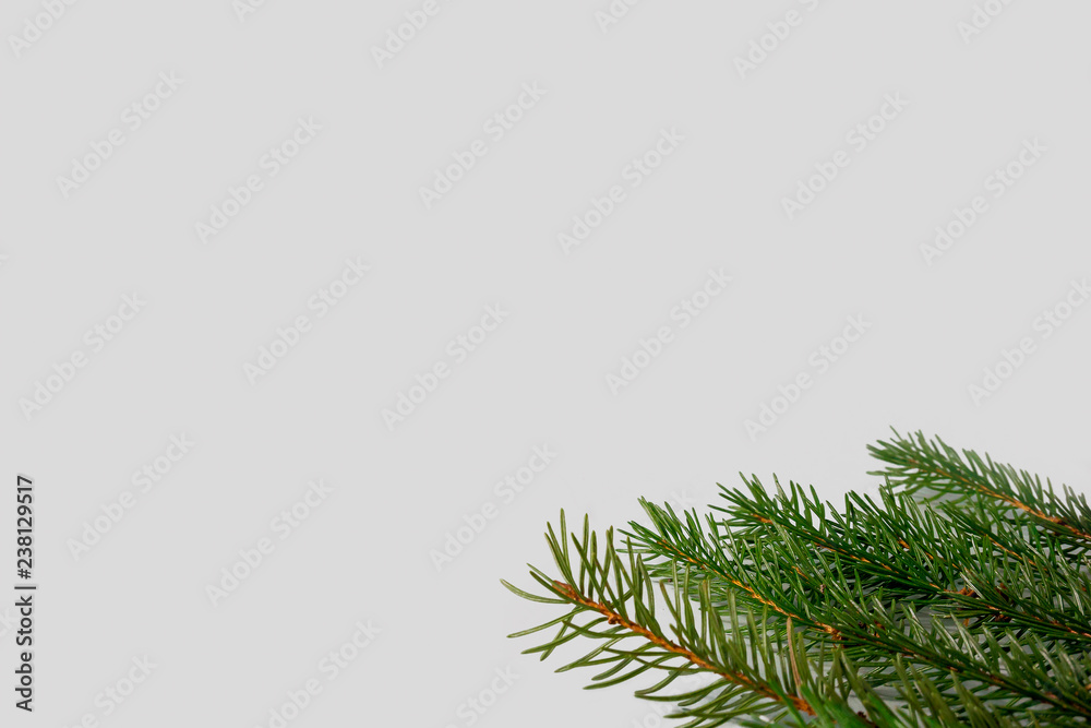 Spruce, fir tree branches on grey background with copy space Spruce, fir tree branches on grey background with copy space