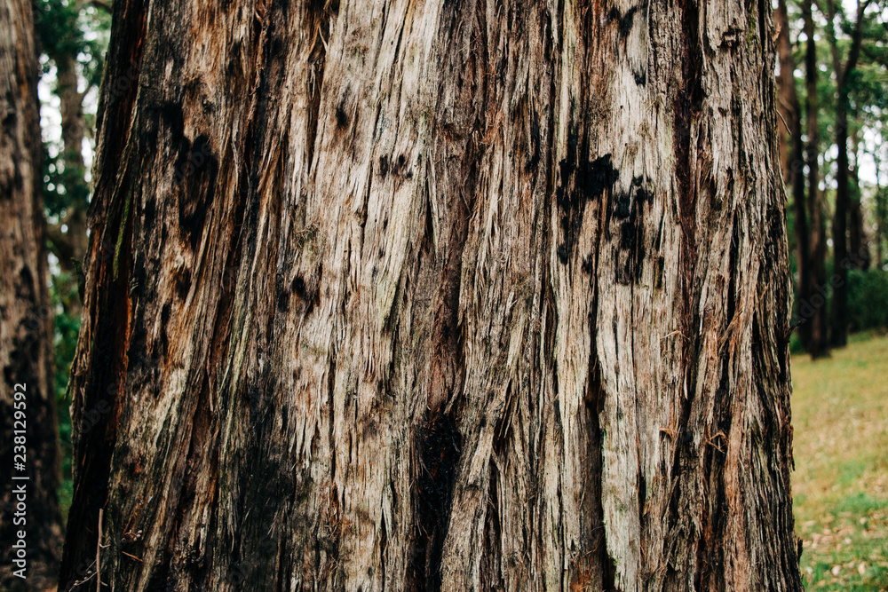 Obraz premium Bark texture close-up