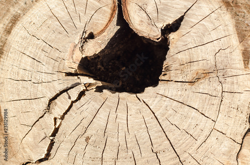 Tree stump in a cut texture background.