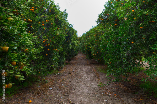 Mandarins tree with orange citrus fruits. Travel photo 2018, december.